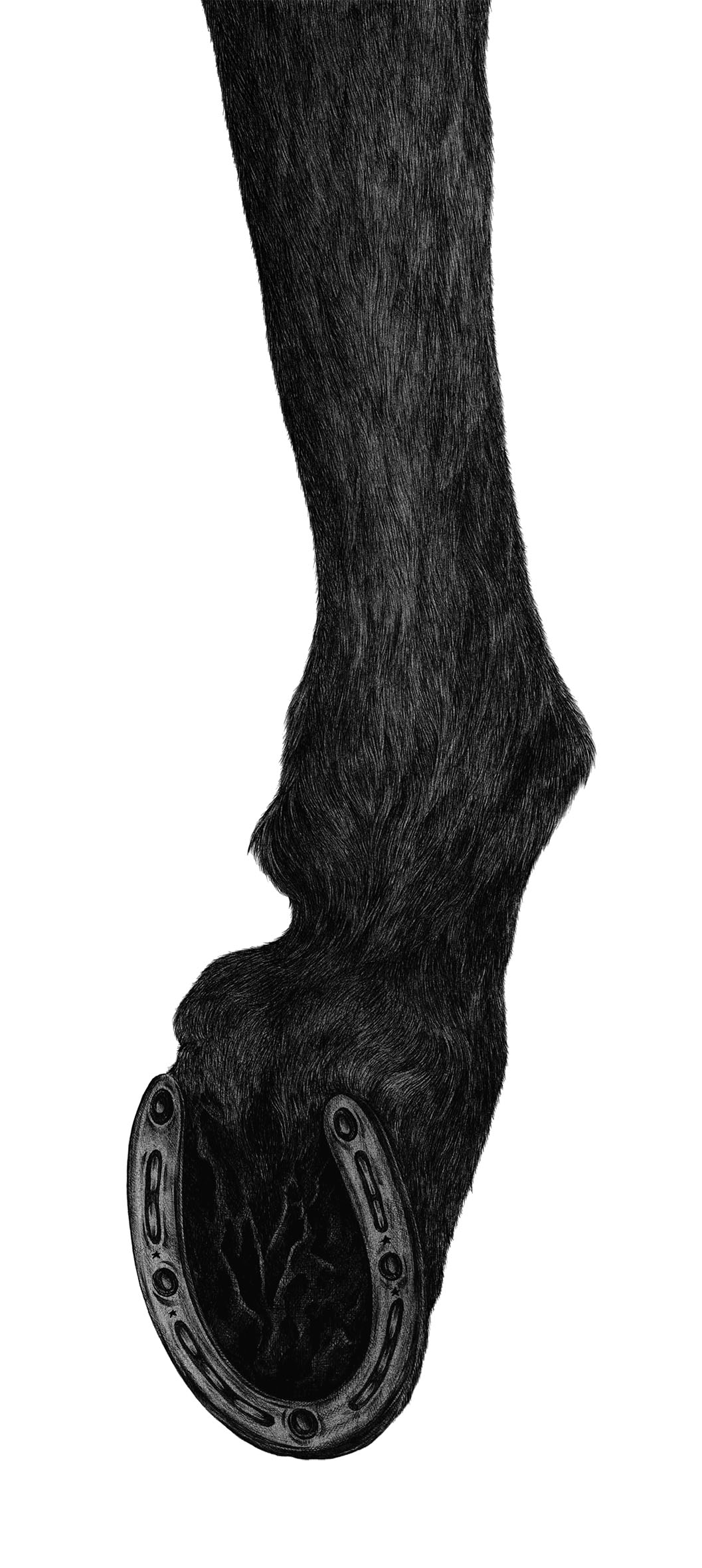 horse legs