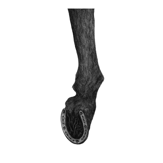 horse legs